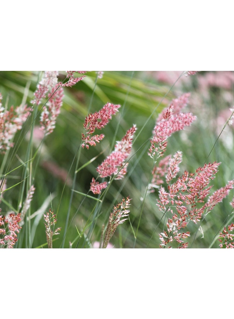 الواحة-TH 500 بذرة من نباتات السيلوزيا، وعرف الديك، وذيل الثعلب الوردي لزراعة الحدائق - Image 1